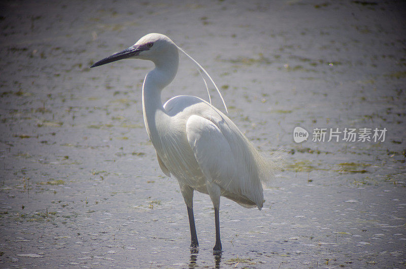 小白鹭(Egretta garzetta)在艾瓜摩尔德l'emporda湿地